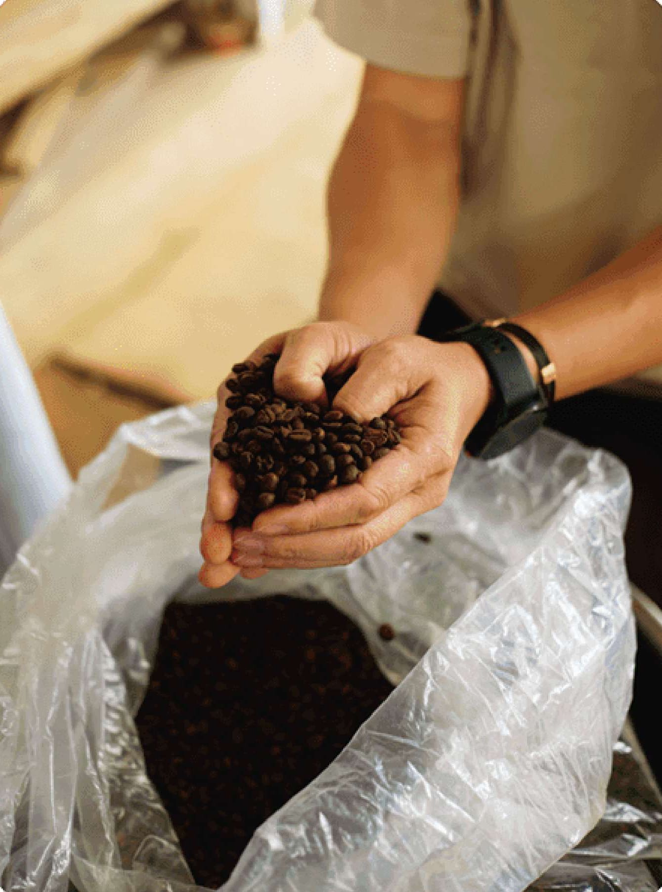 A handful of roasted coffee beans