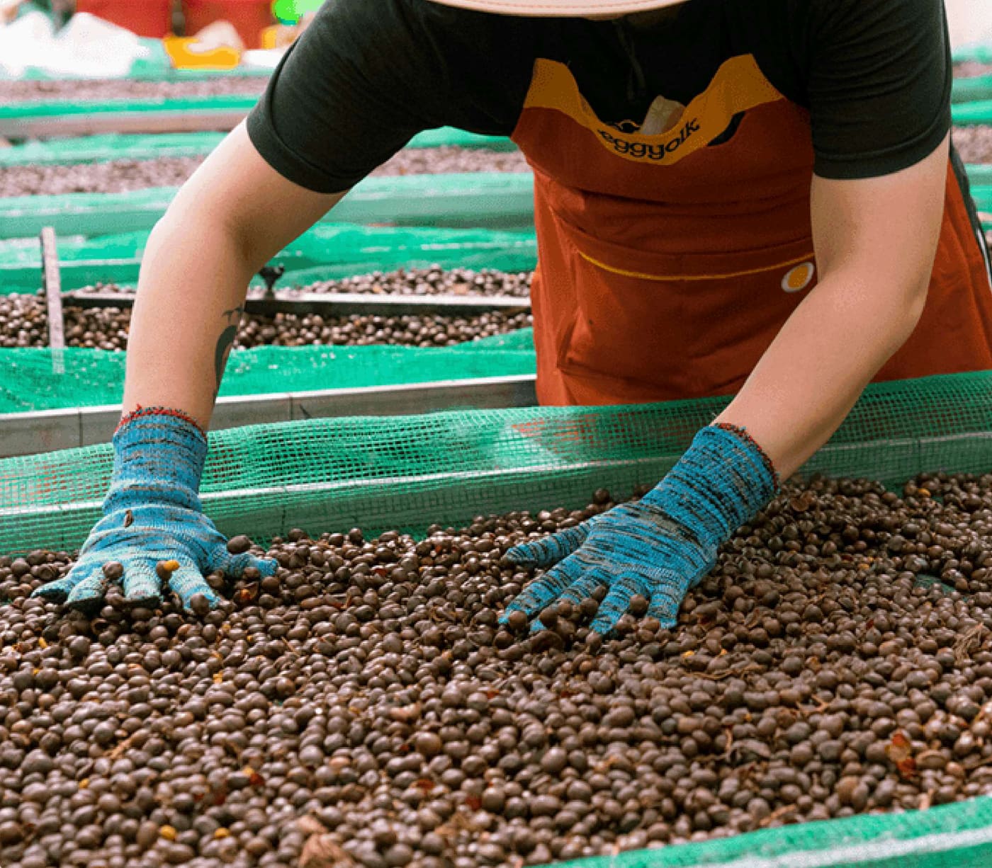Gloved hands spreading coffee beans on raised drying beds